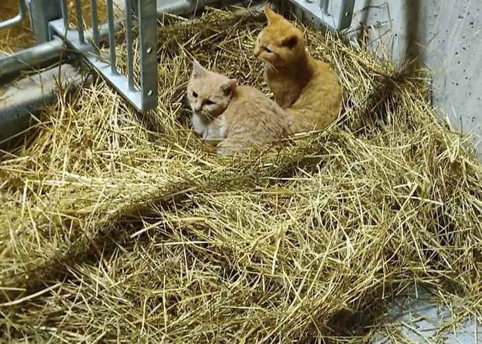 Schustererhof Apartment Innsbruck