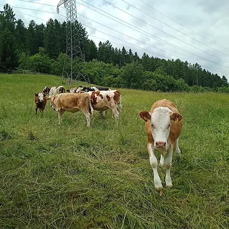 公寓 Schustererhof *