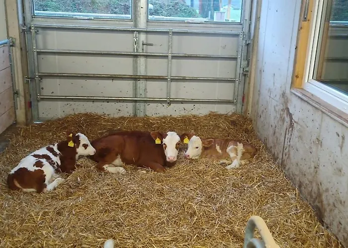 Schustererhof * إنسبروك